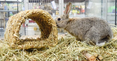 Happy Pet Grasiger Tunnel