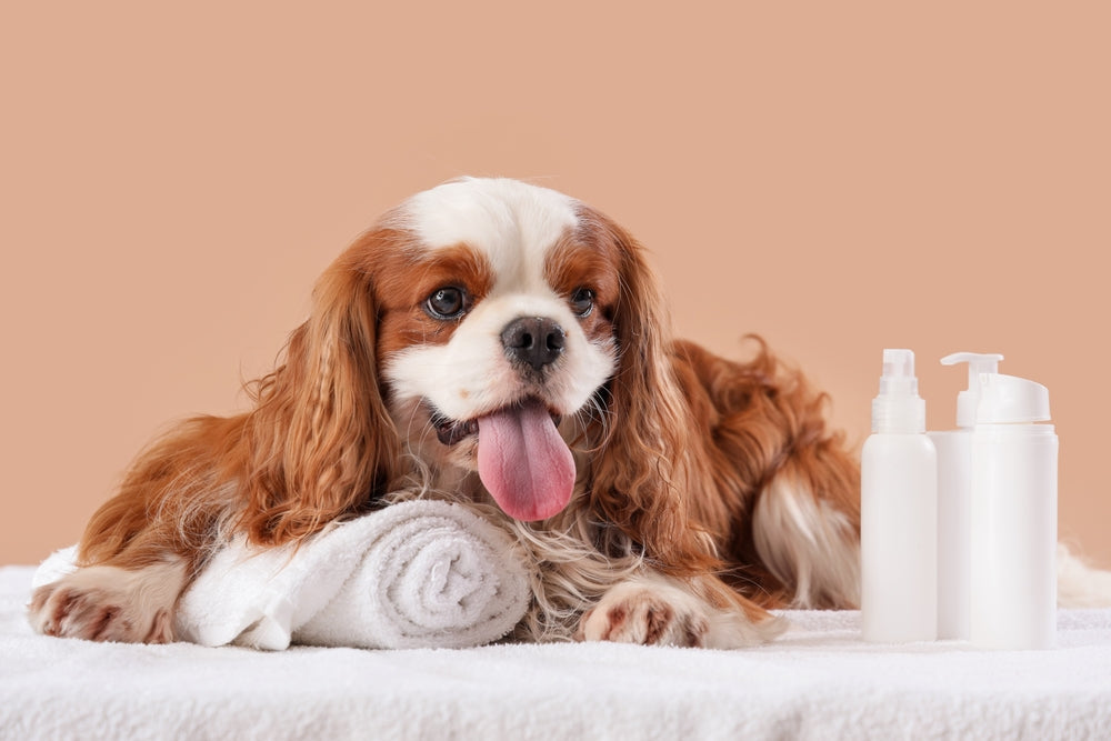 Trockenshampoo & Deo Hund