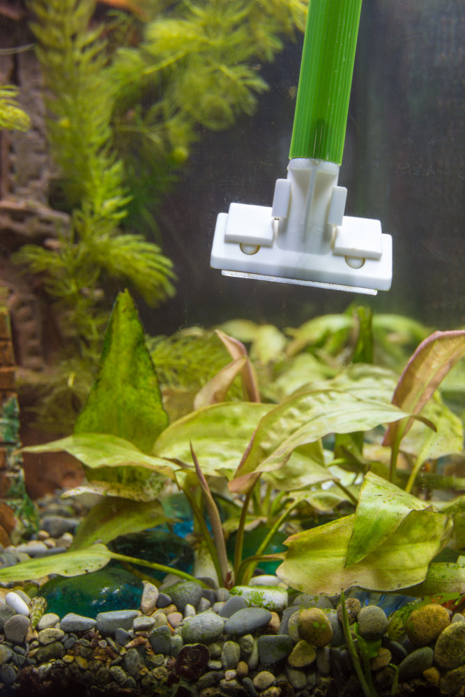 Reinigung Aquarium