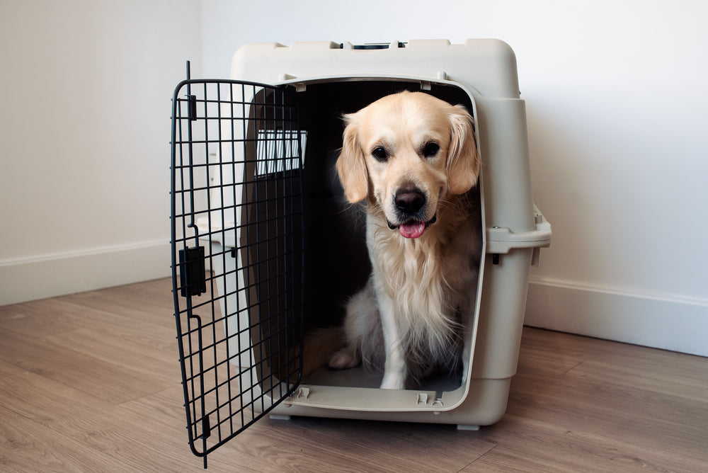 Transportboxen, Reisebetten & Zubehör für Hunde