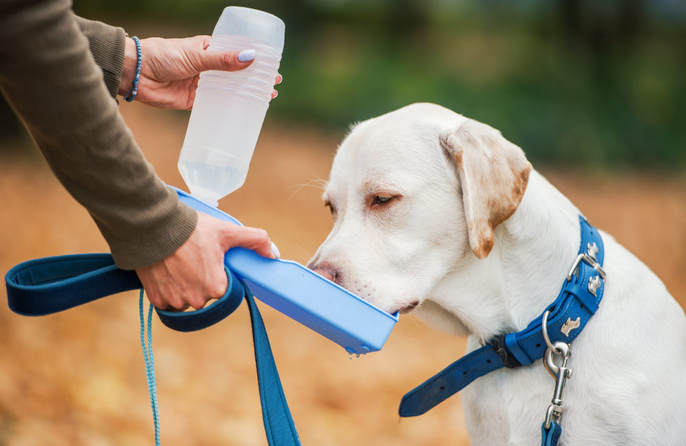 Trinkflaschen für Hunde