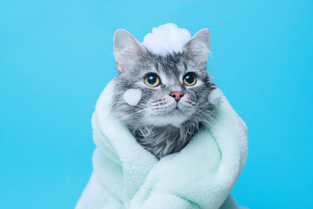 Shampoo & Co. Katzen