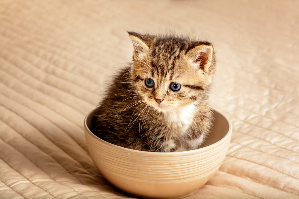 Kitten Nahrung
