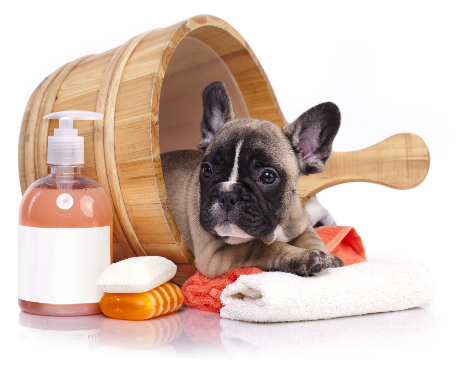 Shampoo & Co. Welpen