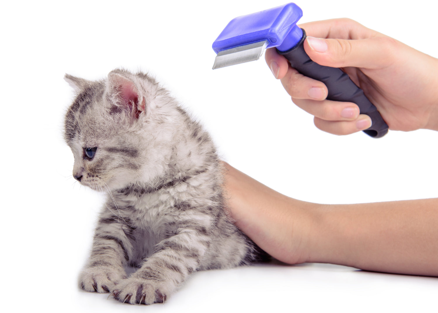 katzenpflege