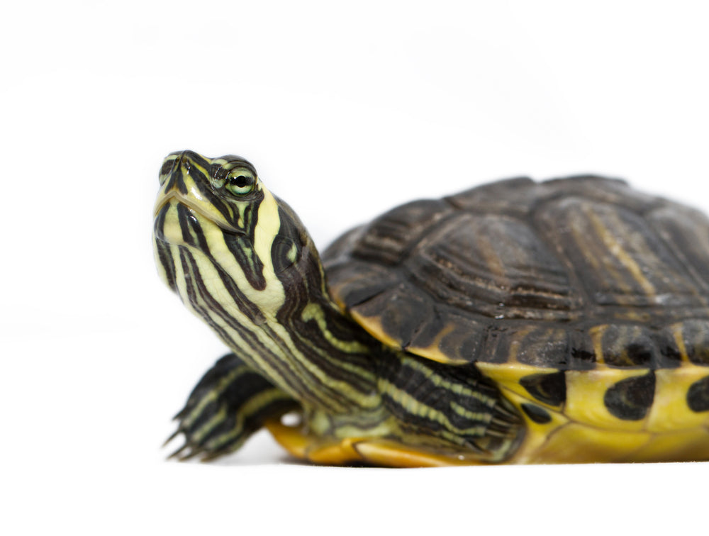 Wasserschildkröten Futter