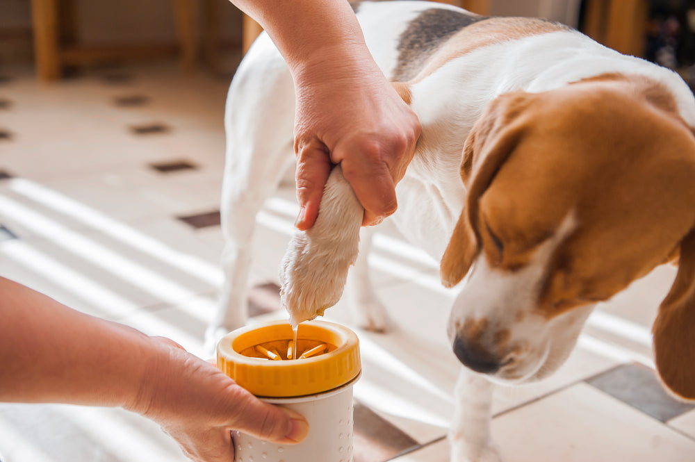 Pfotenpflege Hund