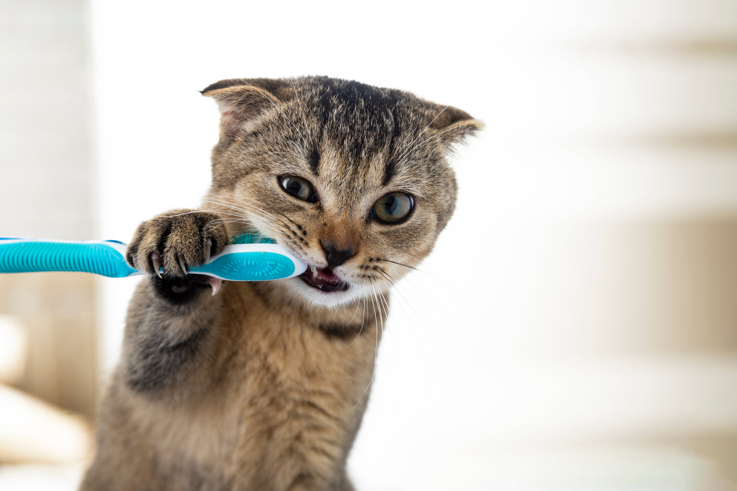 Zahnpflege für Katzen