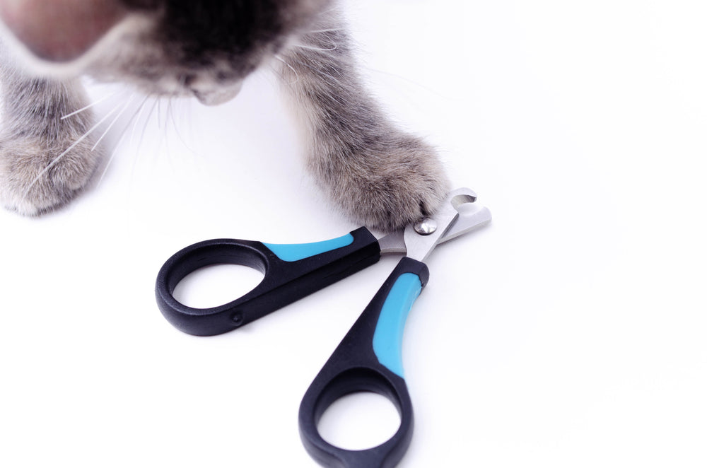 Krallenpflege katze