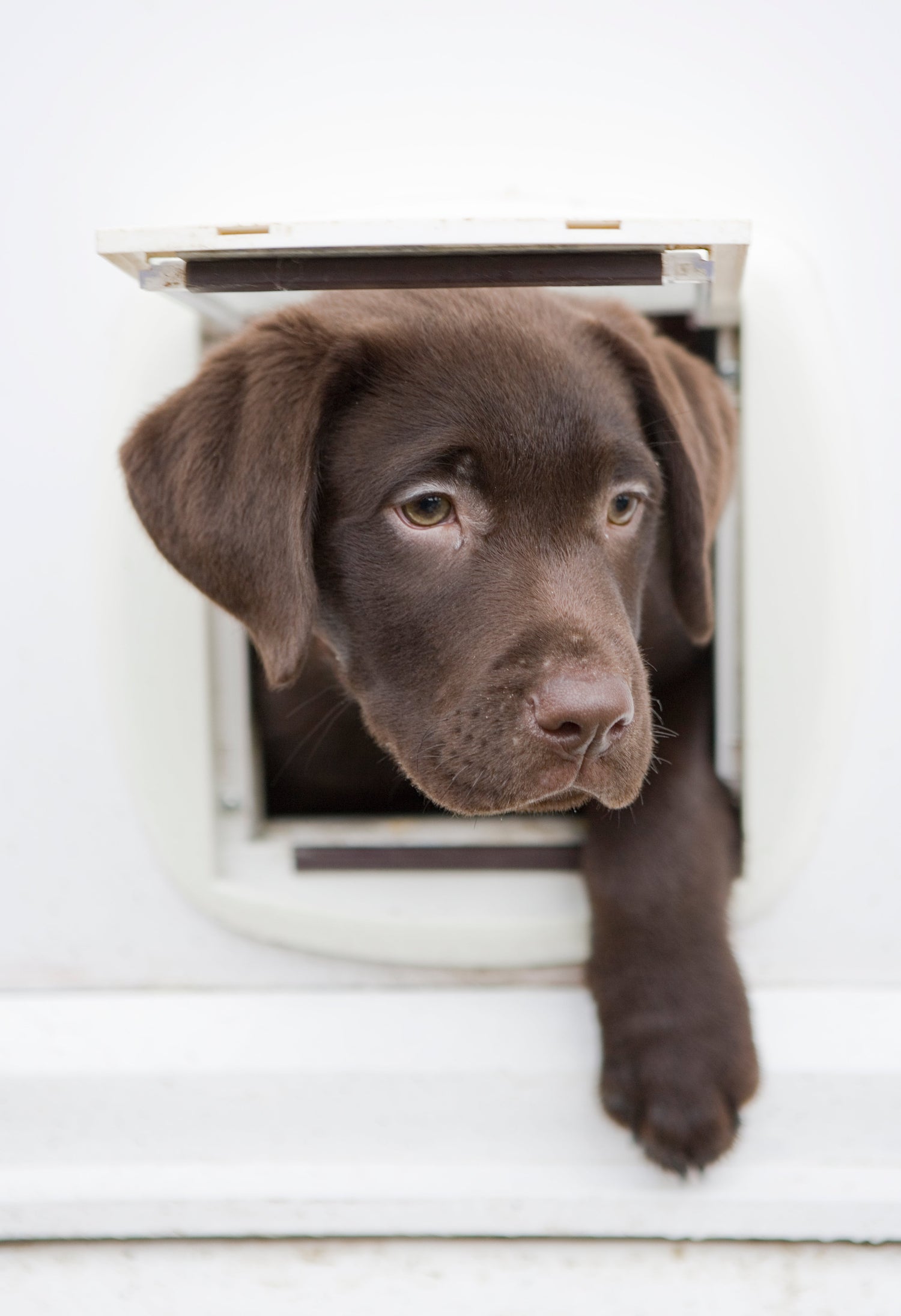 Hundeklappen, Türen, Zäune & Zubehör für Hunde