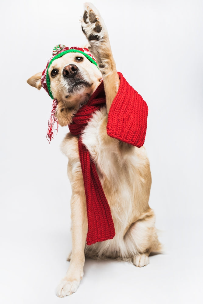 Hundetextilien