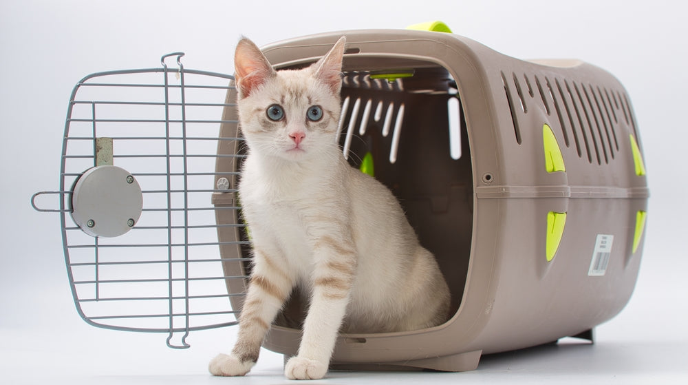 Transportbox & Zubehör für Katzen