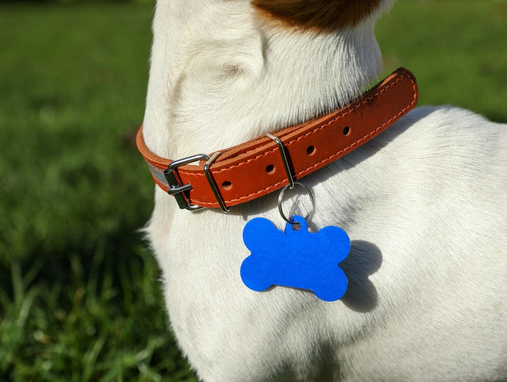 Verschiedene Anhänger für Hunde