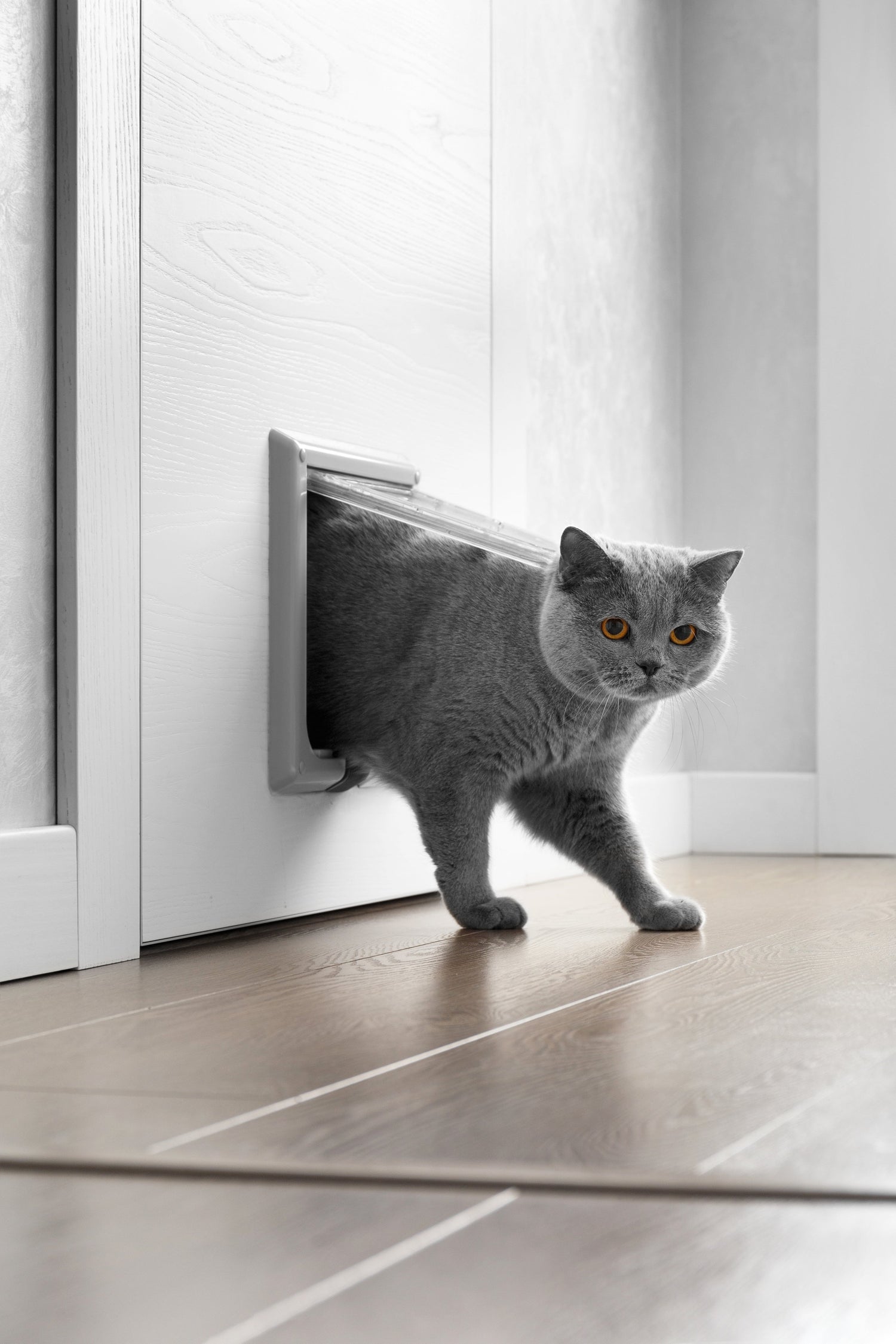 Katzenklappen, Türen, Zäune & Zubehör für Katzen