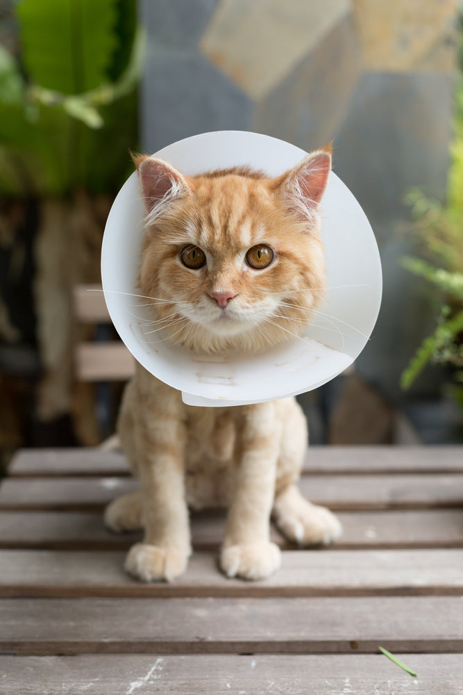 Schutzkragen für Katzen