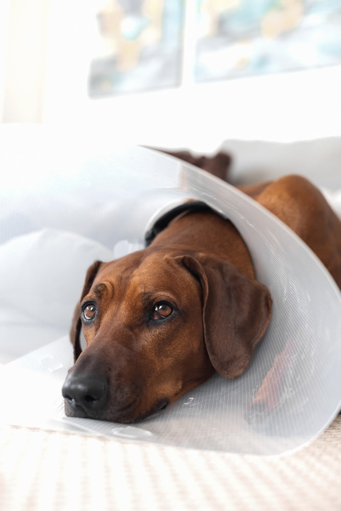 Schutzkragen für Hunde