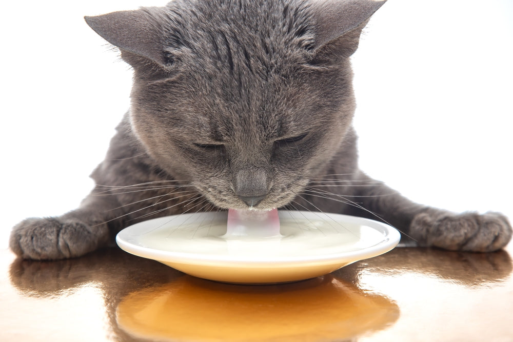 Katzenmilch