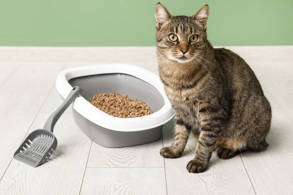 Katzentoilette & Zubehör