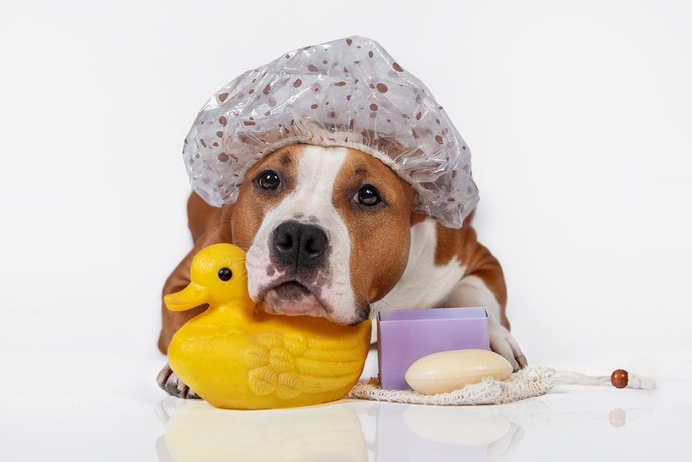 Shampoo & Co Hunde