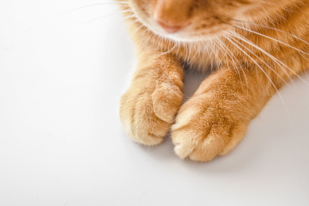 Pfotenpflege für Katze
