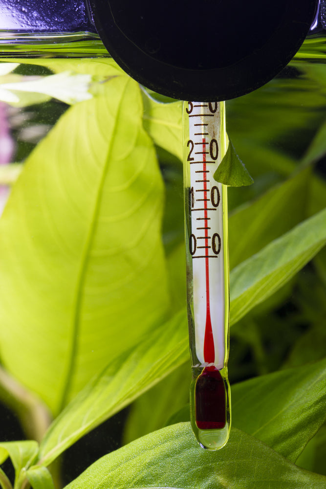 Thermometer Aquarium